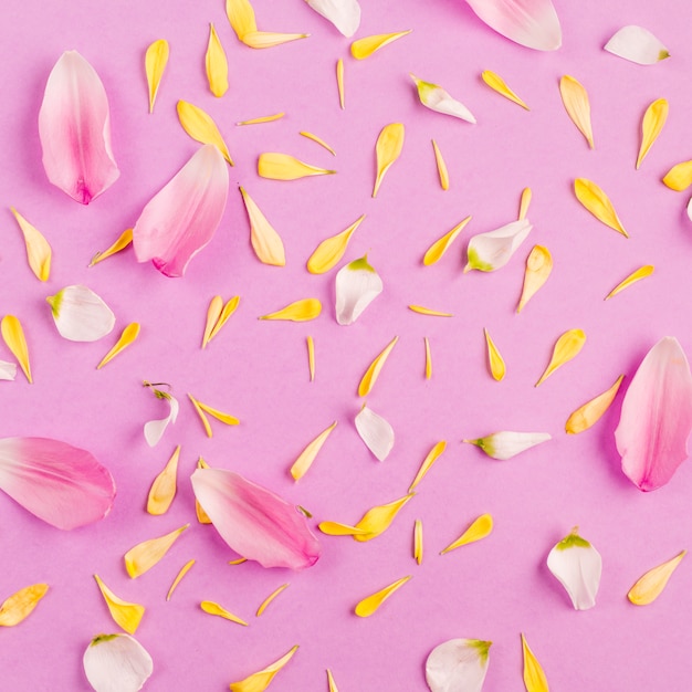 Heap of different scattered flower petals