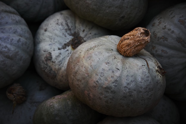 Heap of Kabocha Winter Sweet squashes