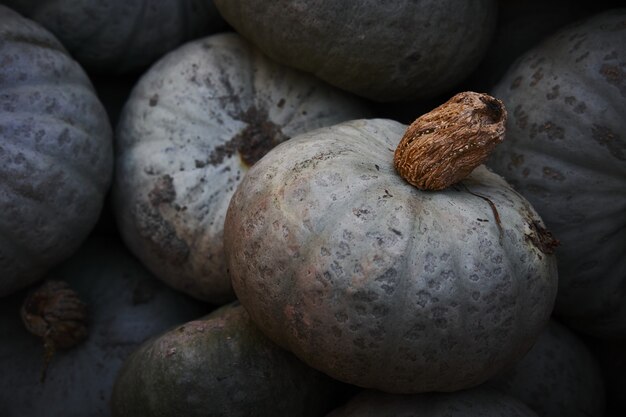 Куча тыкв Kabocha Winter Sweet