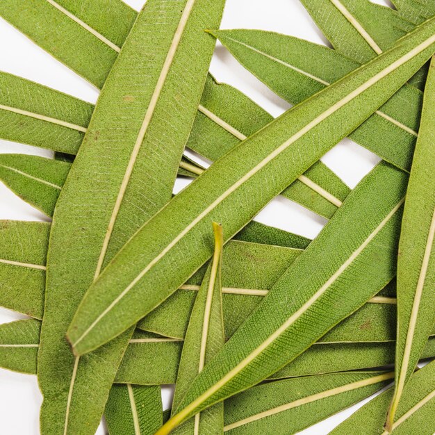 Heap of long plant leaves