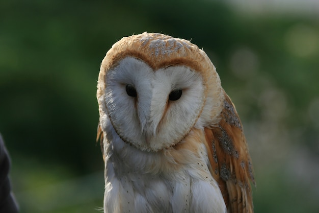 Heart shape face of a Barn Owl