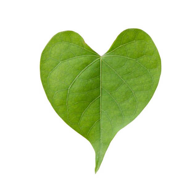Heart shape of green leaf isolated on white background