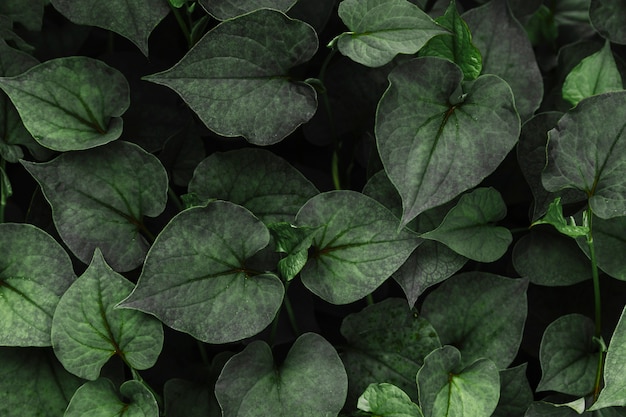 ハート型の緑の葉のパターンの背景