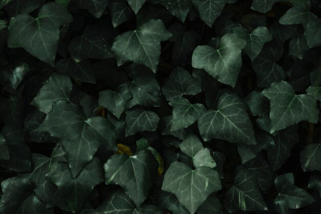 심장 모양의 녹색 나뭇잎 패턴 배경