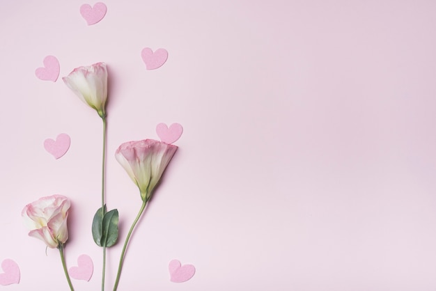 Heart shape with eustoma flowers on pink background