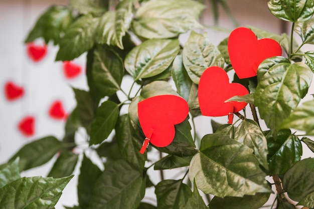 Hearts on green plant