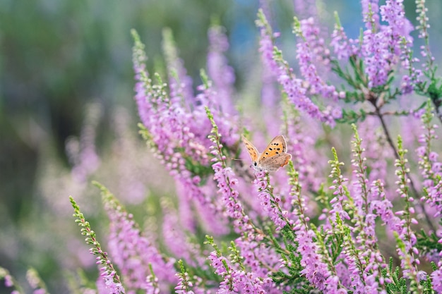 Heather blue (plebeius argus), small butterflies