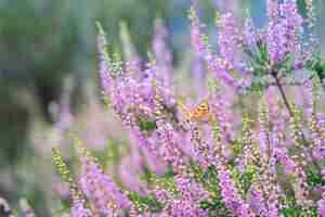 Free photo heather blue (plebeius argus), small butterflies