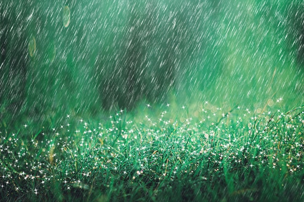 Heavy rain shower on meadow background with sparkle and bokeh. raining in nature.