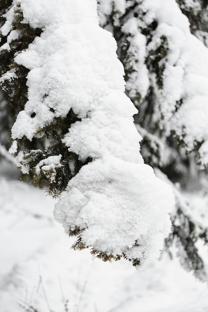Heavy snow over branches of trees close-up