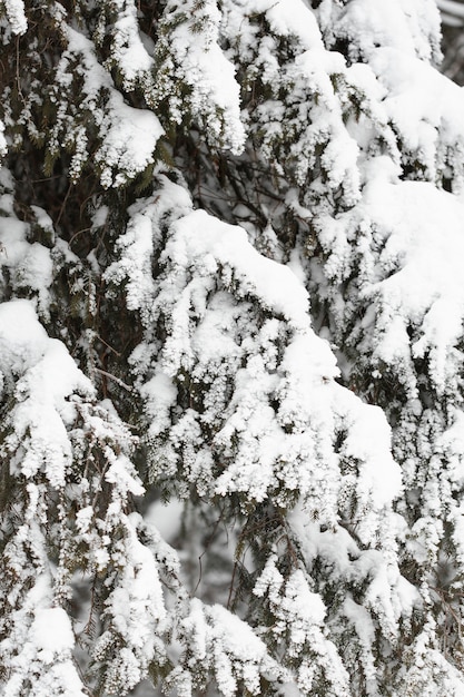 Heavy snow over branches of trees
