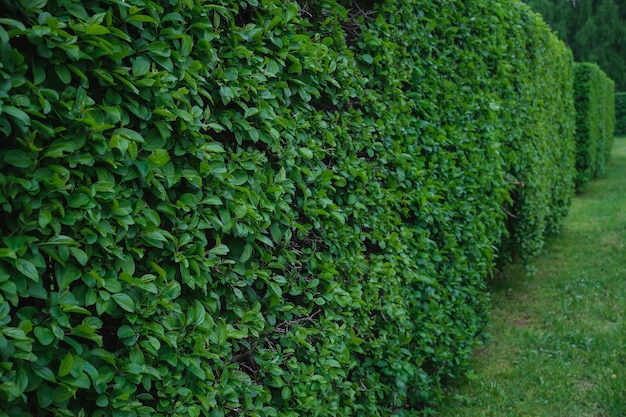 아무도 없는 녹색 잔디 옆에 있는 상록 관목의 울타리 집 정원 풍경 선택적 초점