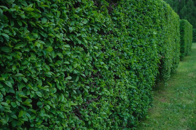 Hedge of evergreen shrubs next to a green lawn no one Home garden landscape selective focus