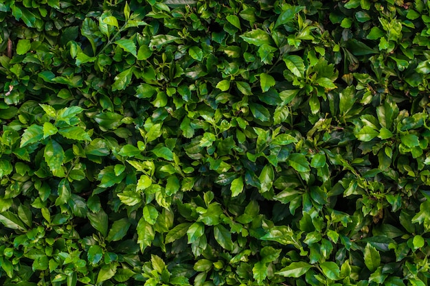 Hedge texture