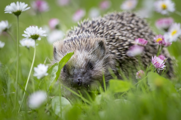 Hedgehog sitting in grass surrounded by flowers