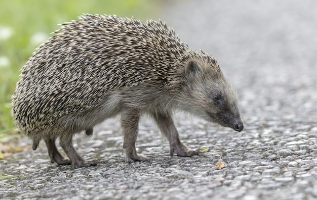 Free photo hedgehog walking on concrete road