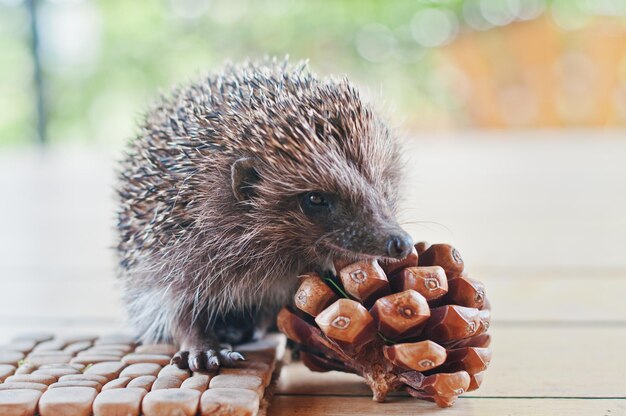 Hedgehog on the wooden table with cons