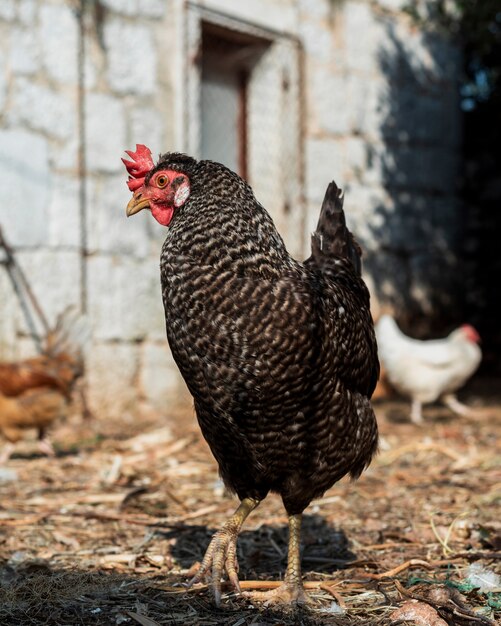 Hen looking for food in the farmyard