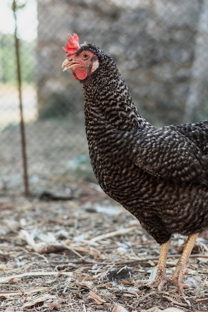 Hen standing in the farmyard