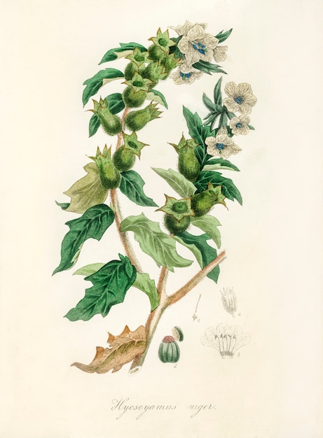 Henbane (Hyoscyamus niger) illustration from Medical Botany (1836) 