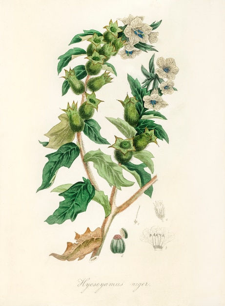 Henbane（Hyoscyamus niger）医療植物学（1836年）からのイラスト