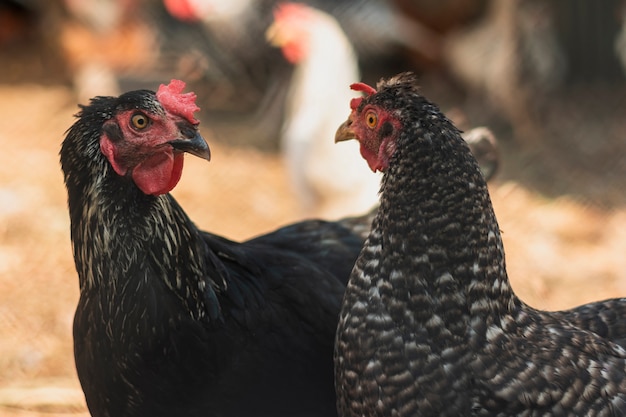 Hens looking at each other in a farm backyard