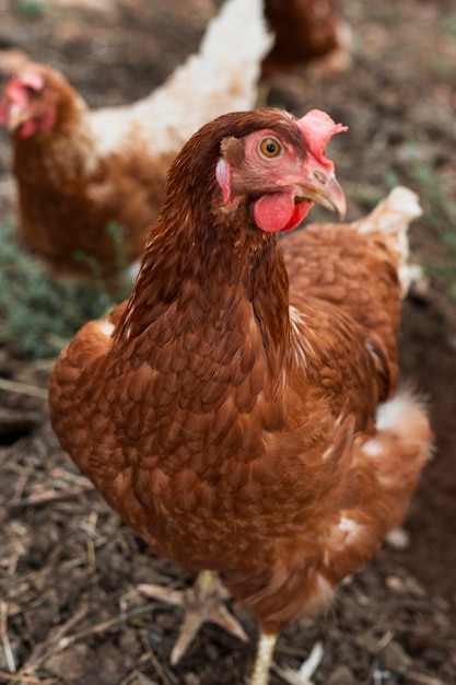 Foto gratuita galline in cerca di cibo sulla gabbia