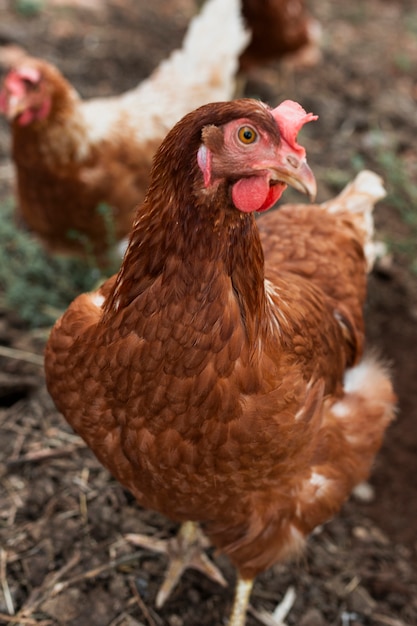 Free photo hens looking for food on coop