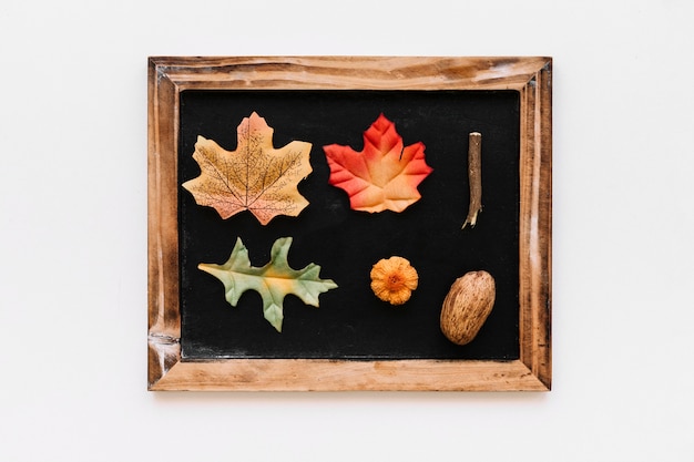 Herbarium inside vintage frame