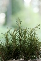 Foto gratuita erbe aromatiche all'aperto, rosmarino