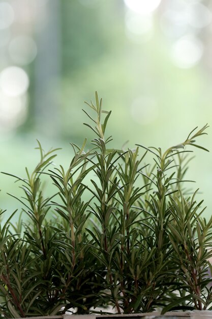 Herbs outdoors,rosemary