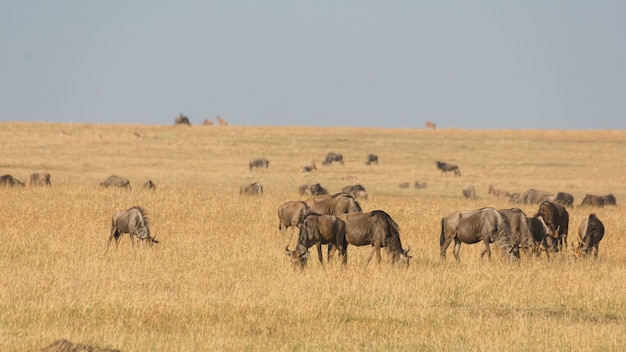 Herd of antelopes grazing on dried grass in Maasai Mara