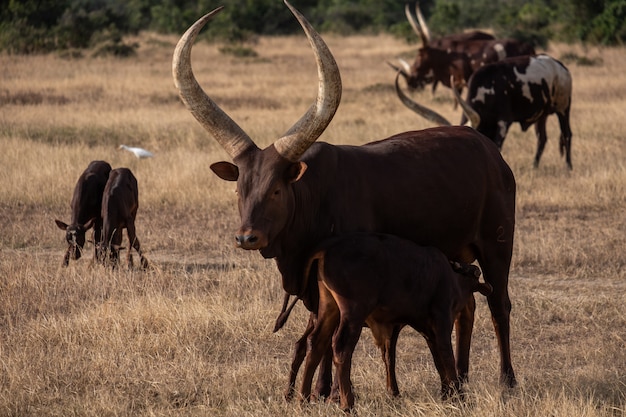 케냐 Ol Pejeta의 정글 한가운데에 큰 뿔이있는 소의 무리