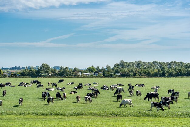 Herd of cattle grazing in a fresh meadow under a blue sky with clouds