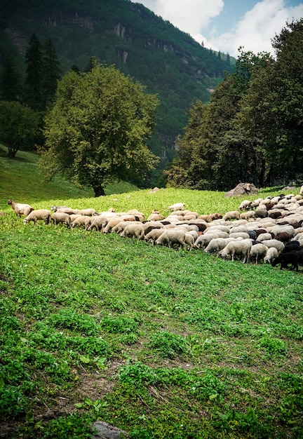 Herd of cattle grazing in the green fields