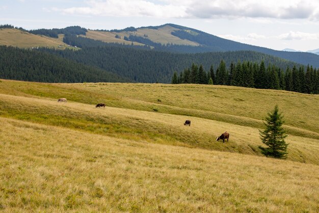 Herd of cattle grazing in a meadow on a hill
