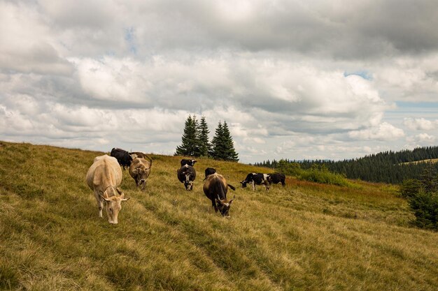 Herd of cattle grazing in a meadow on a hill