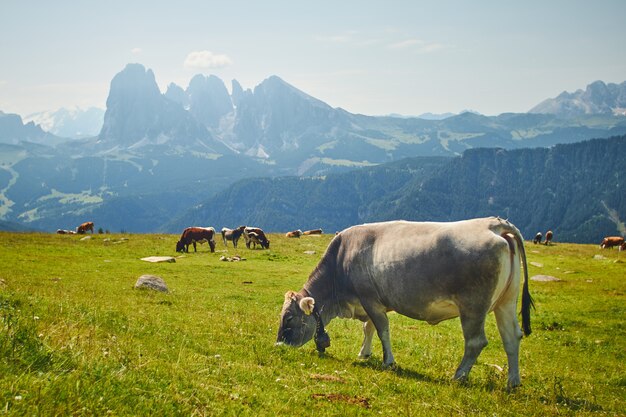 Herd of cows eating grass on a green pasture surrounded by high rocky mountains