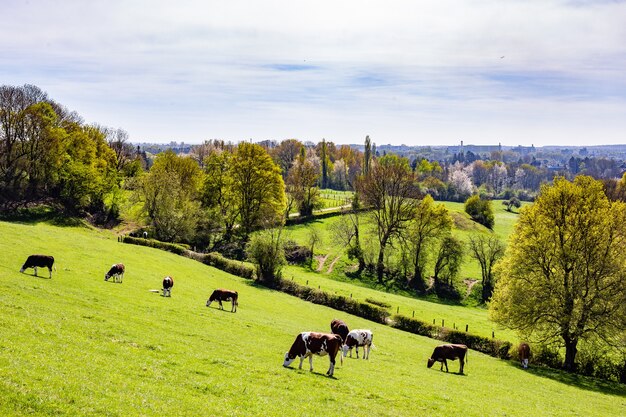 Herd of cows grazing on the pasture during daytime