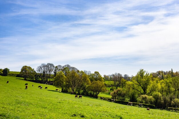 Herd of cows grazing on the pasture during daytime