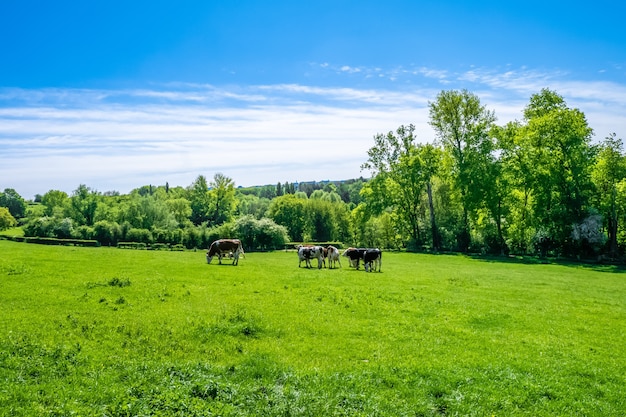 Herd of cows grazing on the pasture during daytime