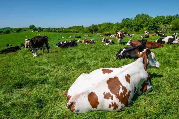 Herd of cows grazing on the pasture during daytime