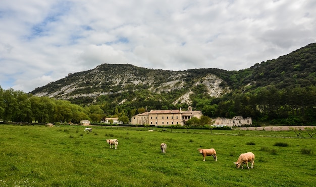 Free Photo herd of cows grazing on the pasture surrounded by high rocky mountains