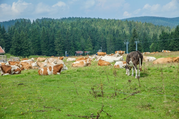 Herd of cows lying and grazing on grassy pasture at a farm