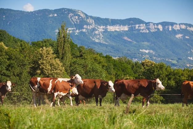 Herd of cows producing milk for Gruyere cheese in France in the spring