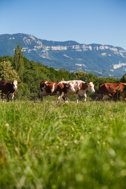 봄에 프랑스에서 그뤼 에르 치즈 용 우유를 생산하는 소 떼