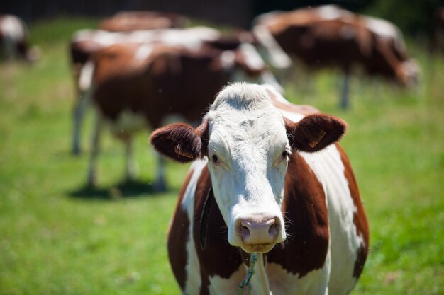 Herd of cows producing milk for Gruyere cheese in France in the spring