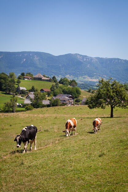 春にフランスでグリュイエールチーズのミルクを生産する牛の群れ