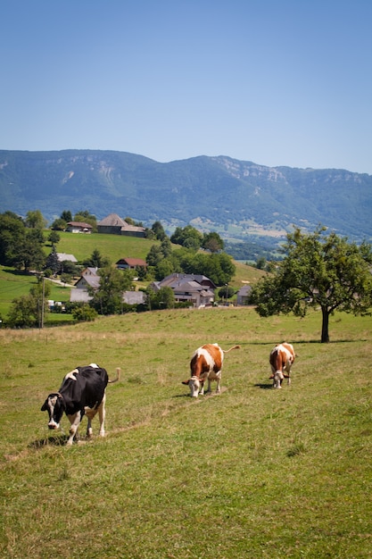 Herd of cows producing milk for Gruyere cheese in France in the spring