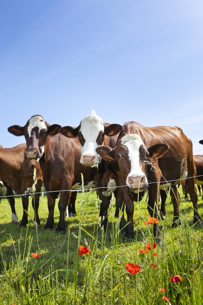 Herd of cows producing milk for Gruyere cheese in France in the spring